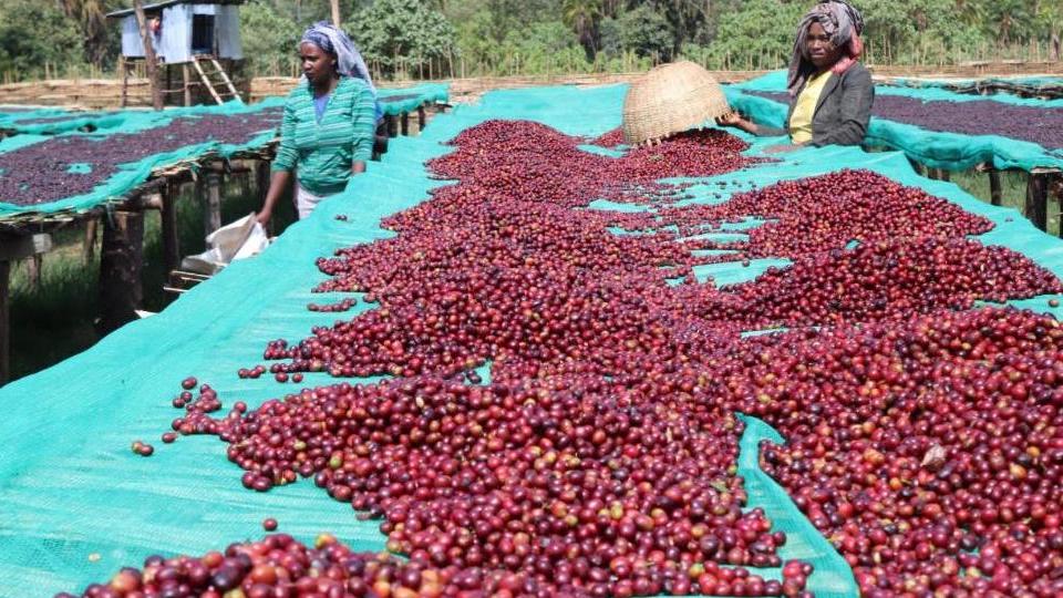 エチオピア産「BUKU ALAKA(ブク・アラカ) 」の提供を開始いたします🇪🇹