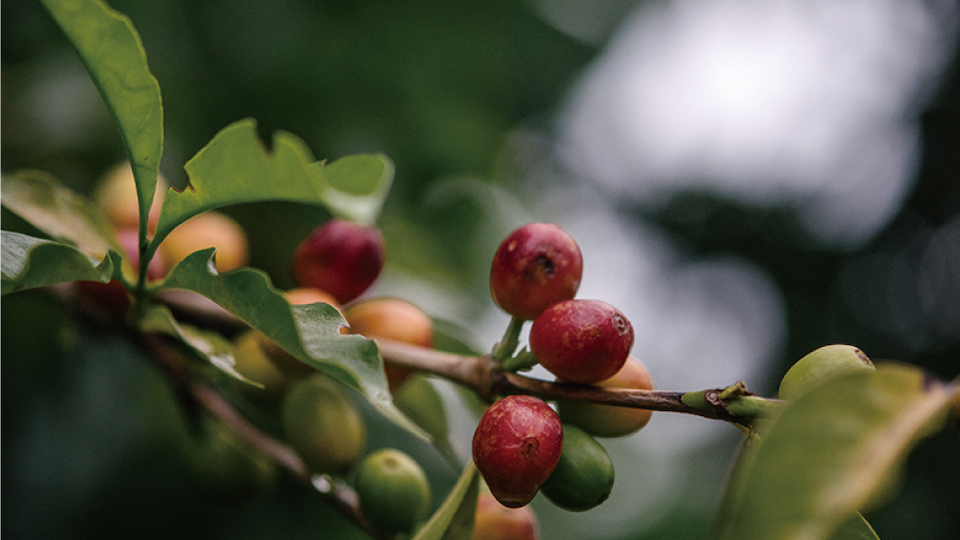コロンビア・チャチャグイの提供を開始