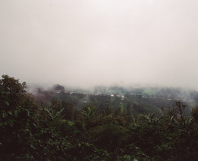 SUMAVA GESHA